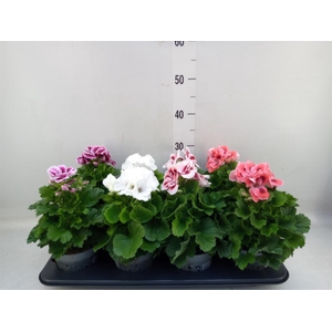Pelargonium gran.   ..mix