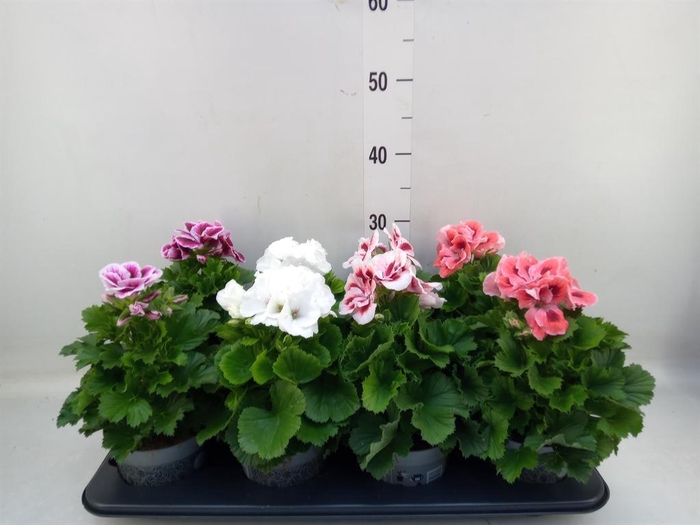<h4>Pelargonium gran.   ..mix</h4>