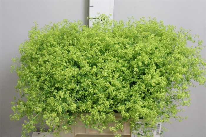 <h4>Alchem M Robustica</h4>