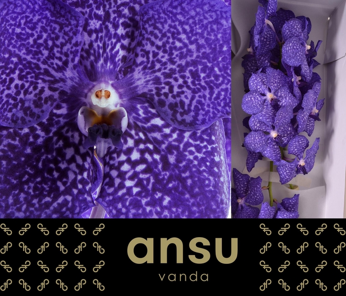 <h4>Vanda Sunanda Blueberry Smoothie</h4>