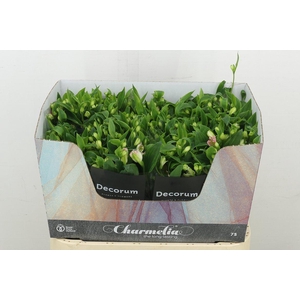 Alstr Fl Charmelia Pink