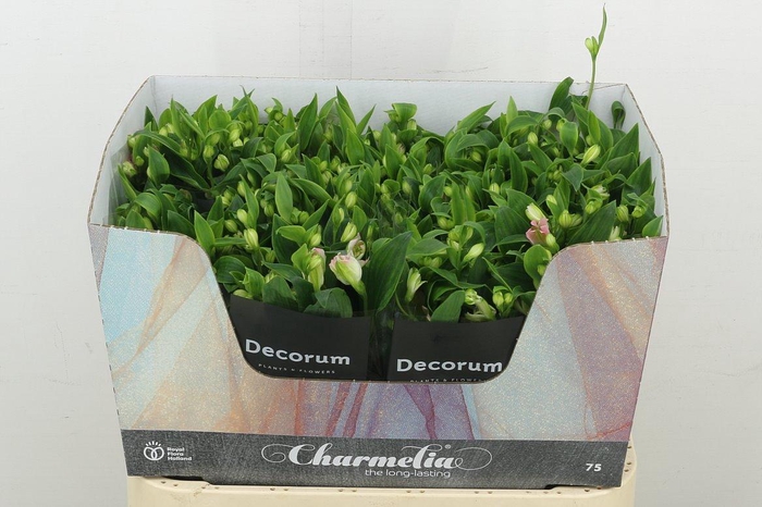 <h4>Alstr Fl Charmelia Pink</h4>