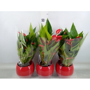 Anthurium andr. 'Mill Flowers Red'
