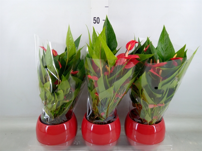 <h4>Anthurium andr. 'Mill Flowers Red'</h4>