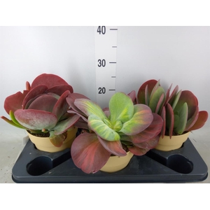 Kalanchoe NF thyrsiflora 'Red Lips'