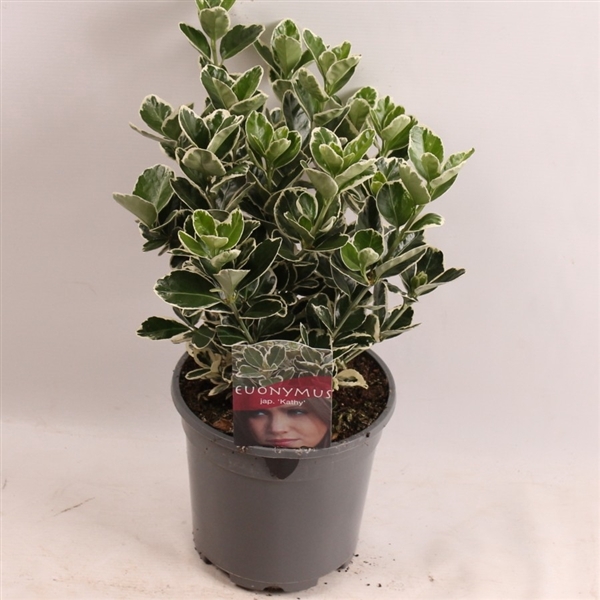 <h4>Euonymus jap. Kathy</h4>