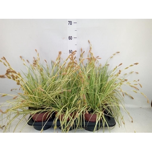 Carex hachijoensis 'Evergold'