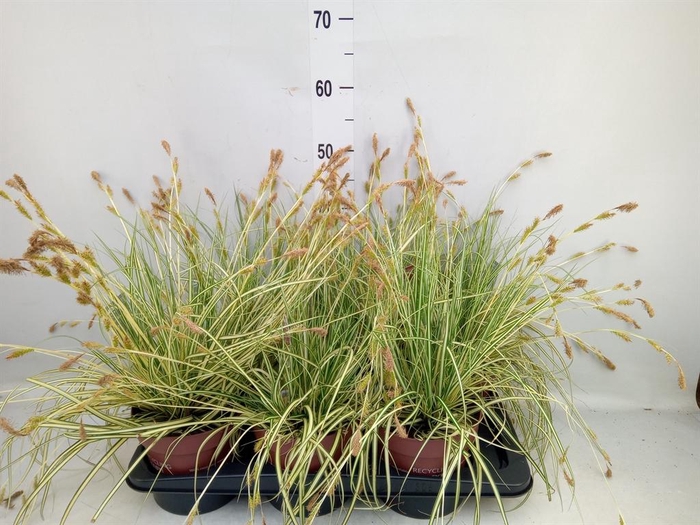 <h4>Carex hachijoensis 'Evergold'</h4>