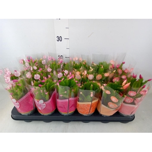 Schlumbergera   ...mix 3