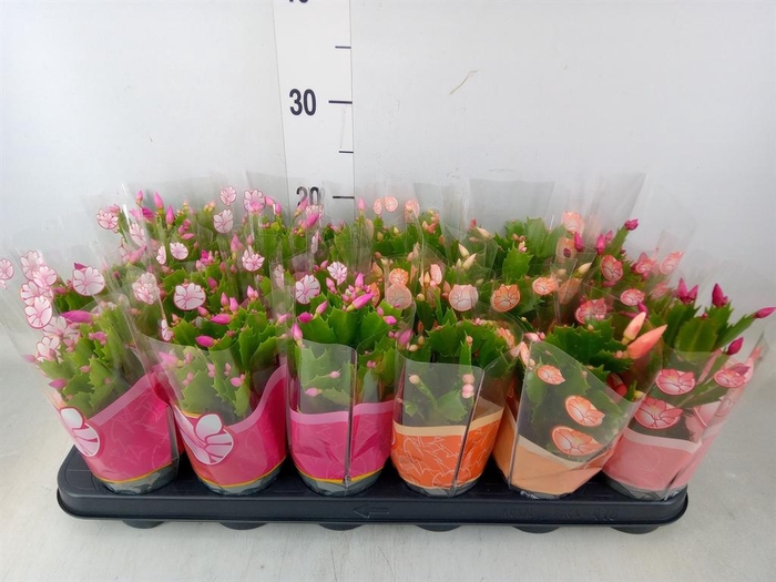 <h4>Schlumbergera   ...mix 3</h4>