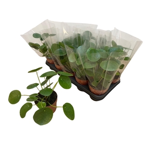 PILEA PEPEROMIOIDES