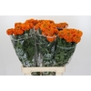 Tagetes Marigold Promise Orange