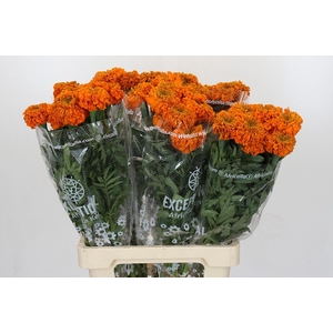 Tagetes Marigold Promise Orange