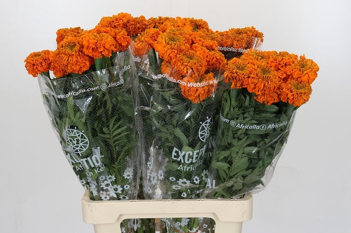 Tagetes Marigold Promise Orange