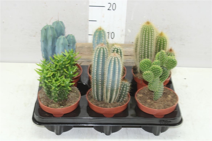 Cactus Gemengd