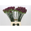 Allium Sphaerocephalon