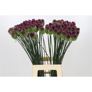 Allium Sphaerocephalon