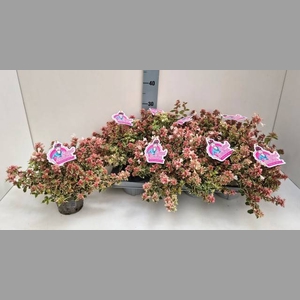 ABEL GR CONFETTI