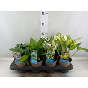 Hosta   ...