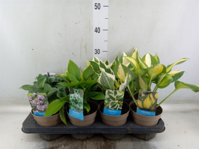 <h4>Hosta   ...</h4>