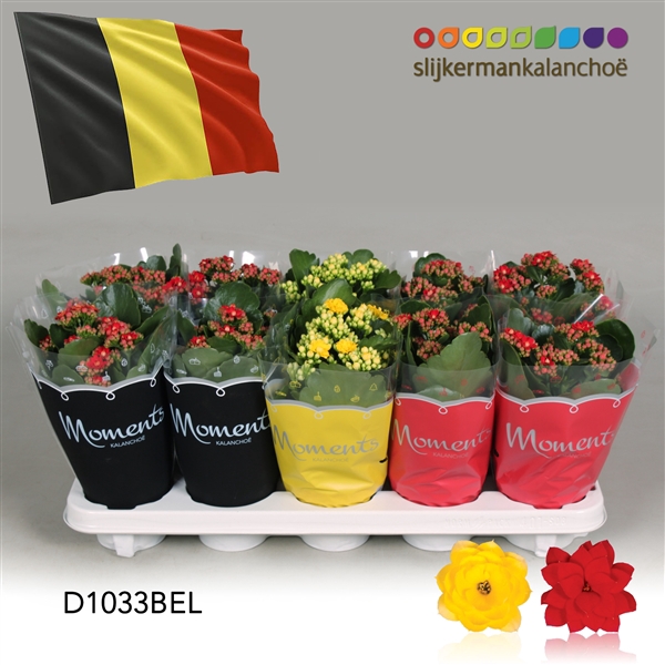 <h4>Kalanchoe Moments - Belgium flag</h4>
