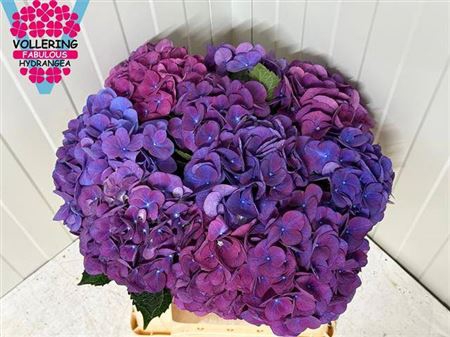 <h4>Hydr M Fa Anne</h4>