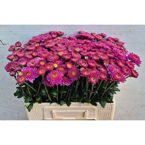 CHR T BLENDA PURPER