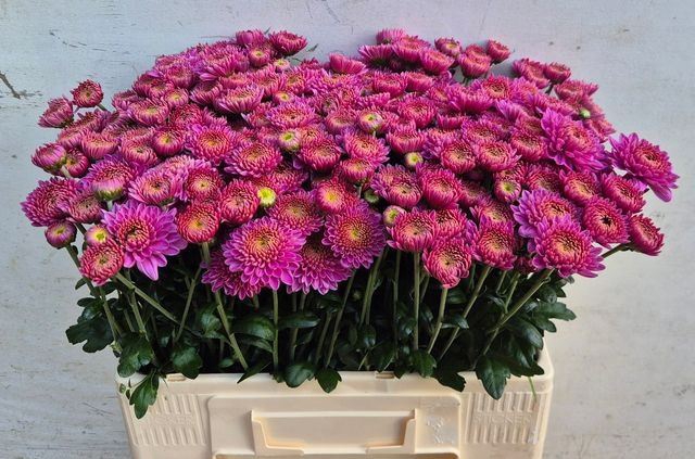 <h4>CHR T BLENDA PURPER</h4>