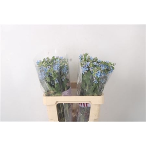 Oxypetalum Tan Pur Blue
