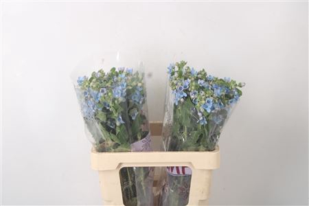 <h4>Oxypetalum Tan Pur Blue</h4>
