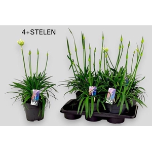 AGAPA PITCHOUN WHITE