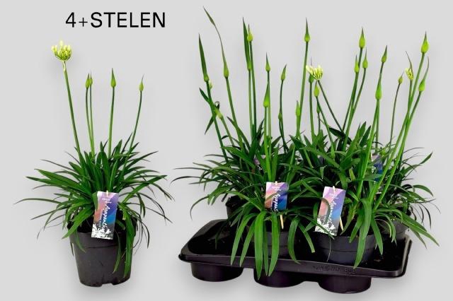 <h4>AGAPA PITCHOUN WHITE</h4>