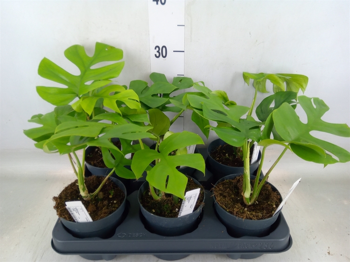 <h4>Monstera delic. 'Little Sister'</h4>
