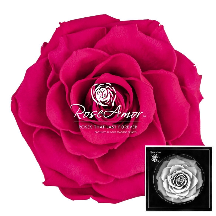 <h4>Bonita Pin03</h4>