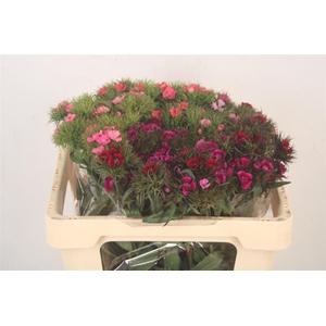 Di Barb Amazone Mixed In Bunch