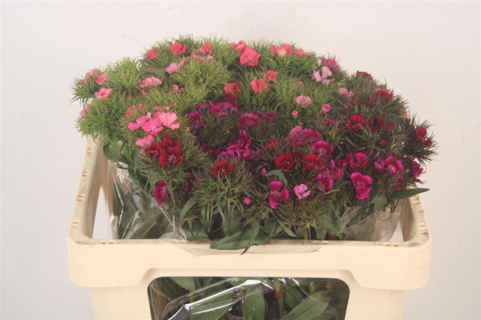 <h4>Di Barb Amazone Mixed In Bunch</h4>