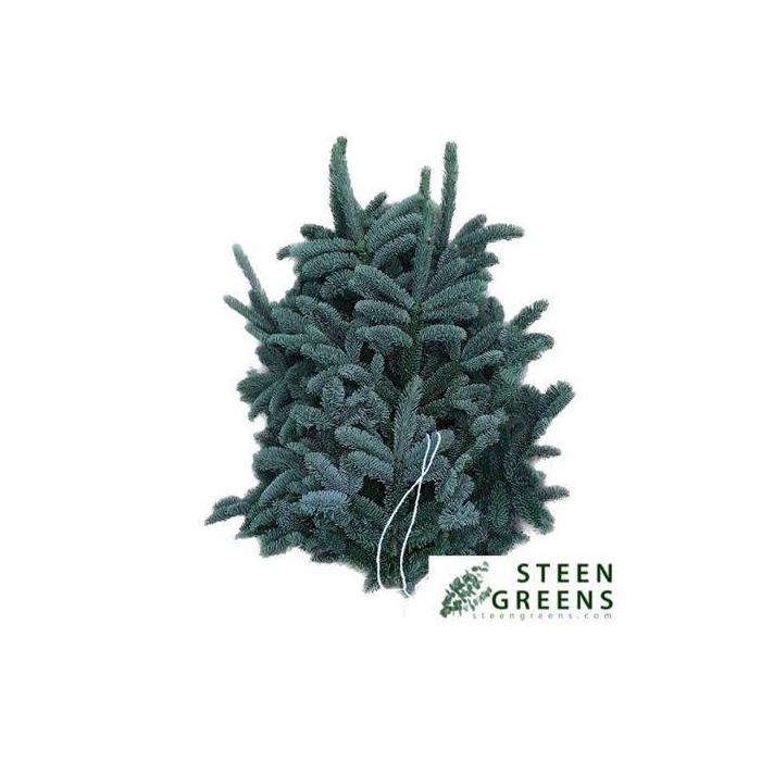 <h4>Abies Nob Blauw Kilo</h4>