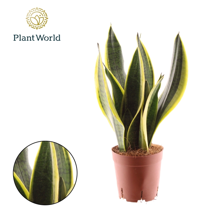 Sansevieria Futura Superba Decorum