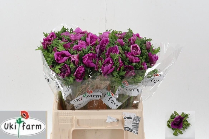 <h4>Anem Levante Fucsia</h4>