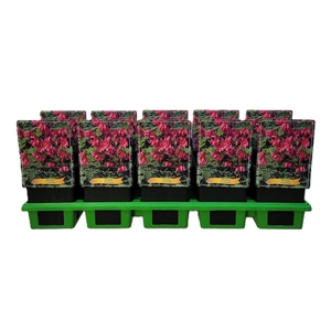 Dicentra formosa Luxuriant