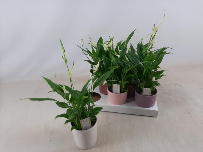 <h4>SPATH CHOPIN</h4>