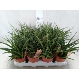 Sansevieria  'Fernwood'