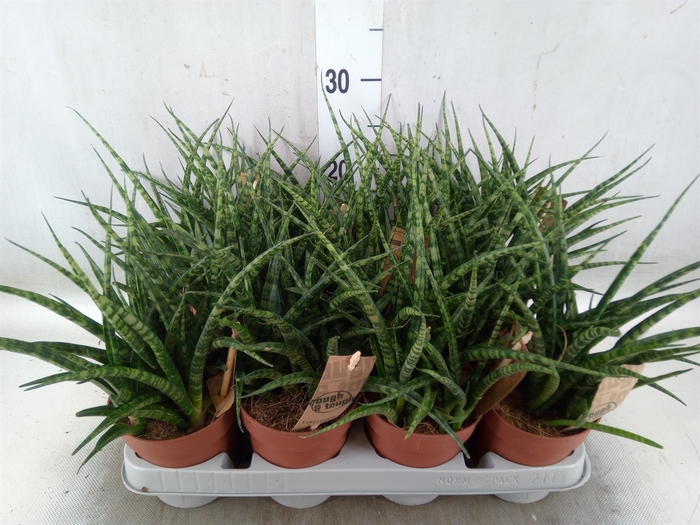 <h4>Sansevieria  'Fernwood'</h4>