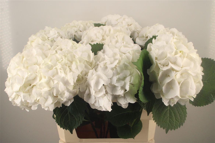 <h4>Hydr M Schneeball</h4>