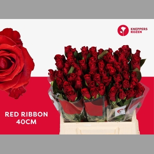 R GR RED RIBBON
