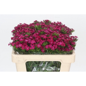 Dianthus Br Sweet Will Purple
