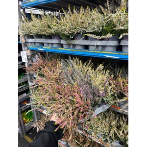 CALLUNA GA G PASTEL MIX P10