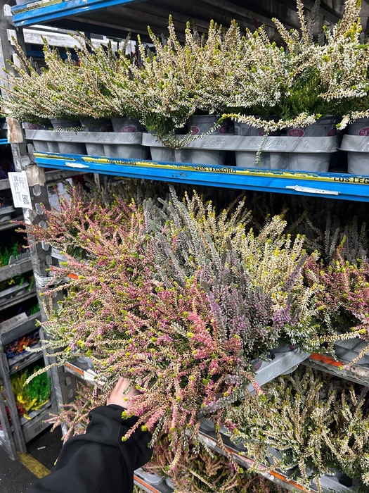 <h4>CALLUNA GA G PASTEL MIX P10</h4>