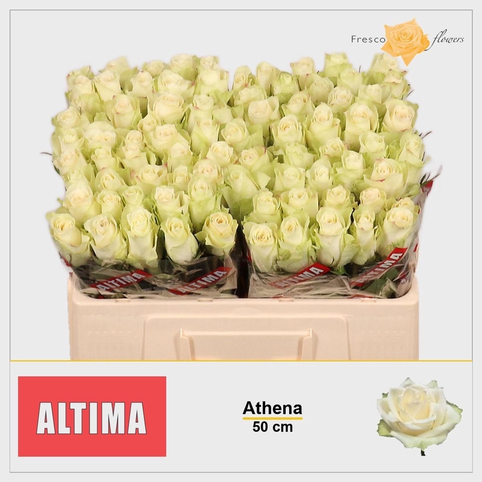 <h4>R GR ATHENA</h4>