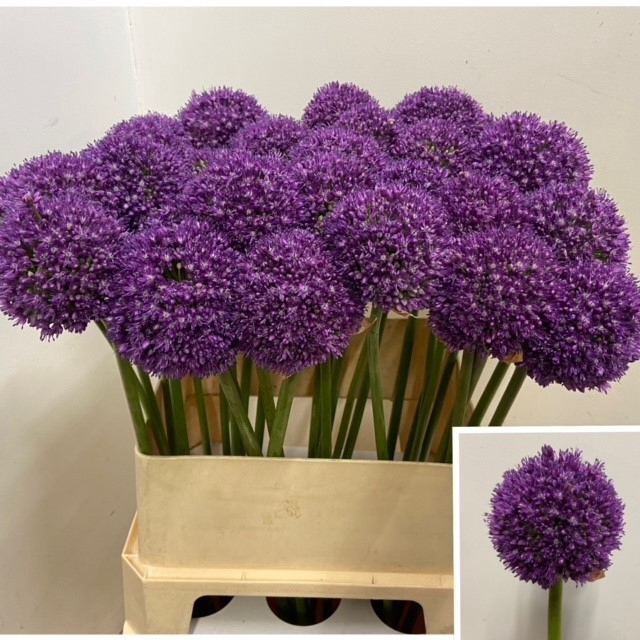 ALLIUM AMBASSADOR